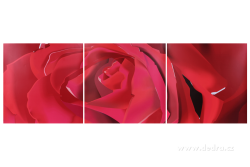 ROSE sada obrazov ROSE sada obrazov