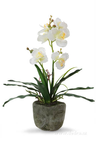 ORCHIDEA miltonia v kvetináči