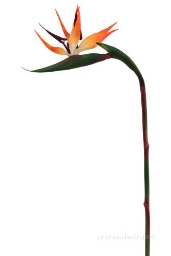 STRELITZIA ateliérový kvet 