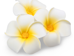 PLUMERIA ALBA dekoratívne kvety