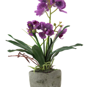 ORCHIDEA miltonia v kvetináči