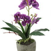 ORCHIDEA miltonia v kvetináči