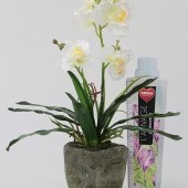 ORCHIDEA miltonia v kvetináči