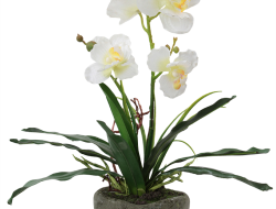 ORCHIDEA miltonia v kvetináči