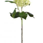 HORTENZIA ateliérový kvet 