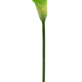 CALLA ateliérový kvet