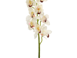 ORCHIDEA CYMBIDIUM ateliérový kvet
