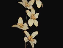 ORCHIDEA kvety zlaté