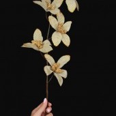 ORCHIDEA kvety zlaté