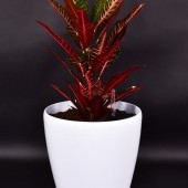 31 cm samozavlažovací XL kvetináč AQUARIUS