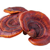 90 kapslí REISHI 500 mg 