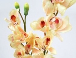Orchidea cymbidium - marhuľové