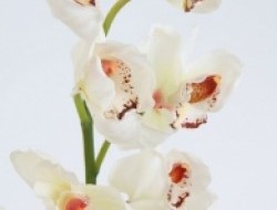 Orchidea cymbidium - biela