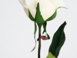 Rosa imperial - biela
