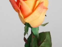 Rosa imperial - oranžová