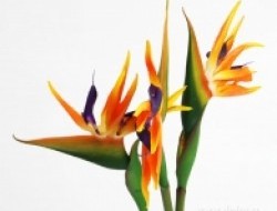 Strelitzia