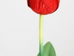 Tulipa červená