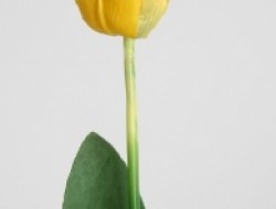 Tulipa žltá