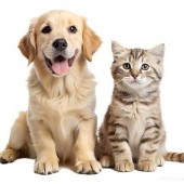 Probiotický prací gel na pelíšky, deky & oblečky pro mazlíčky | DEOTEX® PETS WASH | účinně pere & neutralizuje pachy | 15 praní 